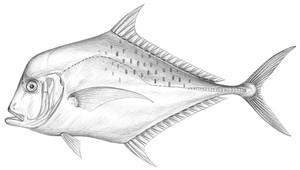 Alectis indica (印度絲鰺)縮圖