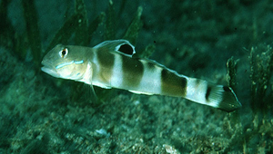 Valenciennea wardii (沃德范式塘鱧)
