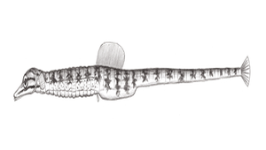 Corythoichthys flavofasciatus (黃帶冠海龍)-資源代表圖