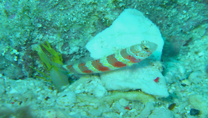 Amblyeleotris wheeleri (威氏鈍塘鱧)縮圖