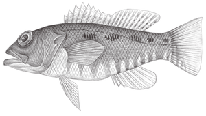 Chelidoperca pleurospilus (側斑赤鮨)縮圖