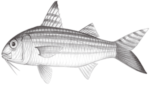 Upeneus quadrilineatus (四線緋鯉)-資源代表圖