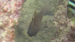Nectamia fusca (褐色聖天竺鯛)縮圖