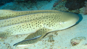 Stegostoma fasciatum (大尾虎鯊)縮圖