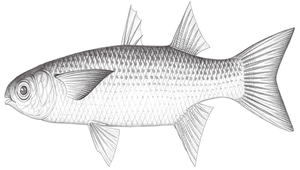 Crenimugil crenilabis (粒唇鯔)縮圖
