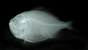 Gephyroberyx japonicus (日本橋燧鯛)-資源代表圖