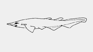 Apristurus platyrhynchus (扁吻篦鯊)縮圖