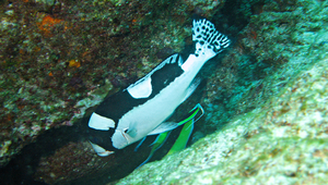 Plectorhinchus picus (暗點胡椒鯛)縮圖