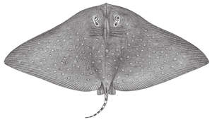 Gymnura zonura (菱燕魟)縮圖