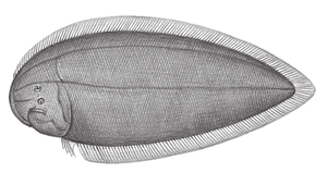 Cynoglossus bilineatus (雙線舌鰨)