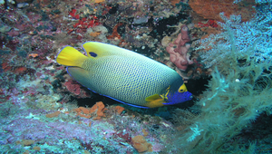 Pomacanthus xanthometopon (黃顱蓋刺魚)-資源代表圖