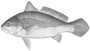 Chrysochir aureus (黃金鰭)縮圖