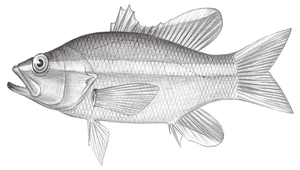 Liopropoma aragai (荒賀氏長鱸)縮圖