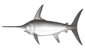 Xiphias gladius (劍旗魚)縮圖