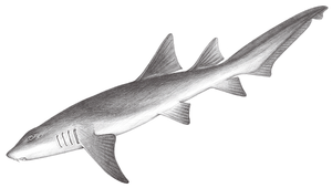 Nebrius ferrugineus (鏽鬚鯊)縮圖