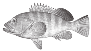 Epinephelus retouti (雷拖氏石斑魚)-資源代表圖