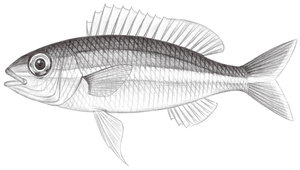 Pentapodus nagasakiensis (長崎錐齒鯛)縮圖