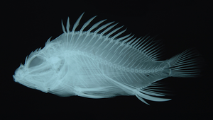 Idiastion pacificum (太平洋小隱棘鮋)縮圖