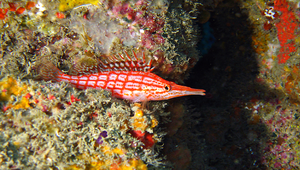 Oxycirrhites typus (尖吻)縮圖