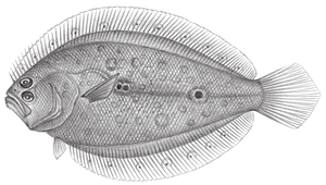 Pseudorhombus arsius (大齒斑鮃)縮圖