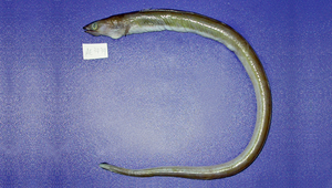 Echelus uropterus (小尾鰭蠕鰻)縮圖