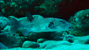Arothron stellatus (星斑叉鼻魨)縮圖