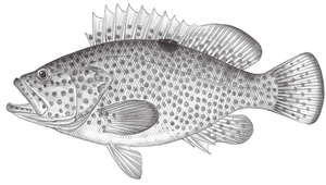 Epinephelus akaara (赤點石斑魚)縮圖