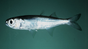 Atherinomorus insularum (島嶼美銀漢魚)-資源代表圖