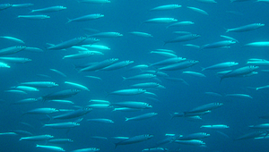 Sardinella melanura (黑尾小沙丁魚)縮圖