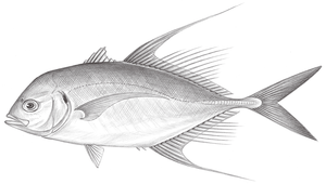 Carangoides armatus (甲若鰺)-資源代表圖