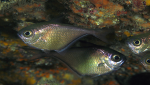 Pempheris oualensis (烏伊蘭擬金眼鯛)縮圖