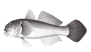 Acanthogobius ommaturus (斑尾刺鰕虎)-資源代表圖