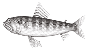 Synodus taiwanensis (臺灣狗母魚)縮圖