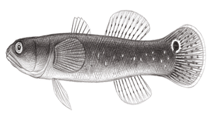 Bostrychus sinensis (中華烏塘鱧)縮圖