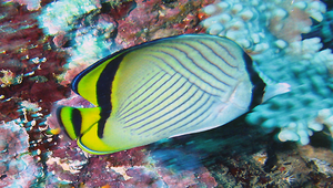 Chaetodon vagabundus (飄浮蝴蝶魚)-資源代表圖