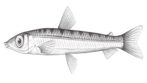 Argentina kagoshimae (鹿兒島水珍魚)縮圖