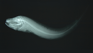 Bassozetus compressus (扁索深鼬魚)縮圖