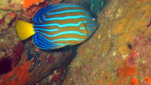 Chaetodontoplus septentrionalis (藍帶荷包魚)縮圖