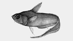 Coryphaenoides nasutus (錐鼻突吻鱈)縮圖