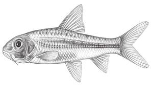 Squalidus argentatus (銀鮈)縮圖