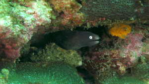 Gymnothorax thyrsoideus (密點裸胸鯙)縮圖