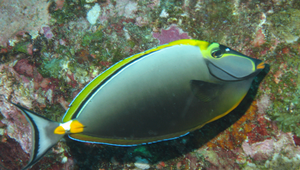Naso lituratus (黑背鼻魚)縮圖