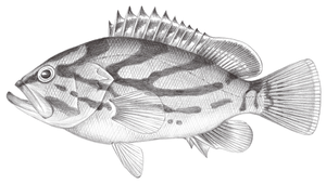 Epinephelus morrhua (弧紋石斑魚)-資源代表圖