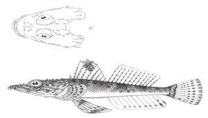 Thysanophrys chiltonae (窄眶多棘牛尾魚)-資源代表圖