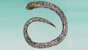Callechelys marmorata (雲紋麗蛇鰻)-資源代表圖