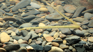 Microphis leiaspis (無棘腹囊海龍)縮圖