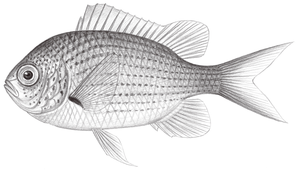 Chromis atripectoralis (黑腋光鰓雀鯛)縮圖