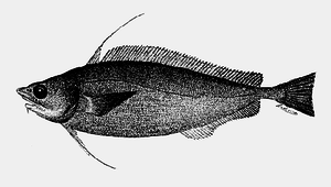 Antimora microlepis (細鱗擬深海鱈)縮圖