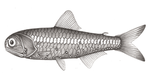 Diaphus chrysorhynchus (金鼻眶燈魚)-資源代表圖