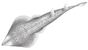 Rhinobatos hynnicephalus (斑紋琵琶鱝)-資源代表圖